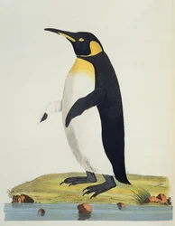 Aptenodytes Patagonica, Illustration aus Cimelia Physica. Figuren seltener und kurioser Vierfüßer, Vögel... veröffentlicht 1796 (handkolorierte Gravur)